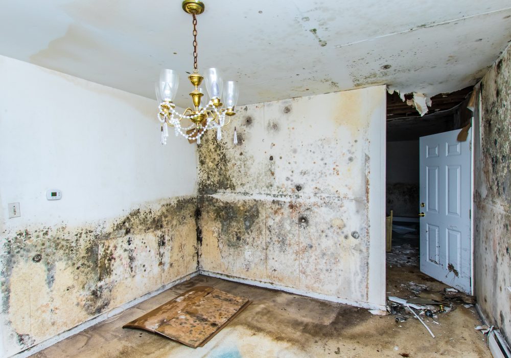 Extensive mold growth throughtout the walls and ceilings of a home