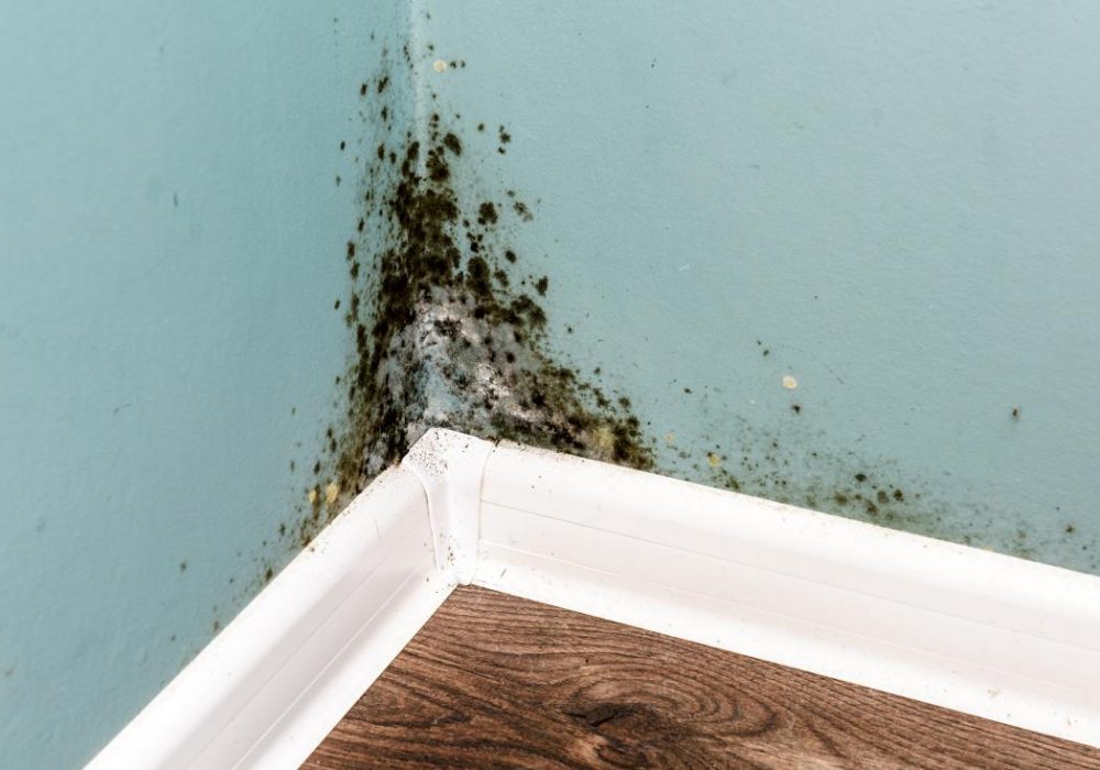 mold-in-the-home